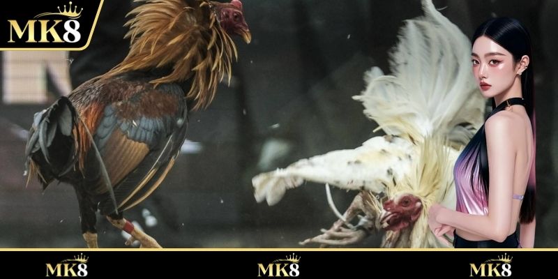 การแข่งขันในเกมได้รับการประเมินอย่างสูง